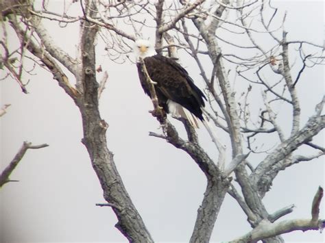 Here's where you can see bald eagles in Utah this winter.